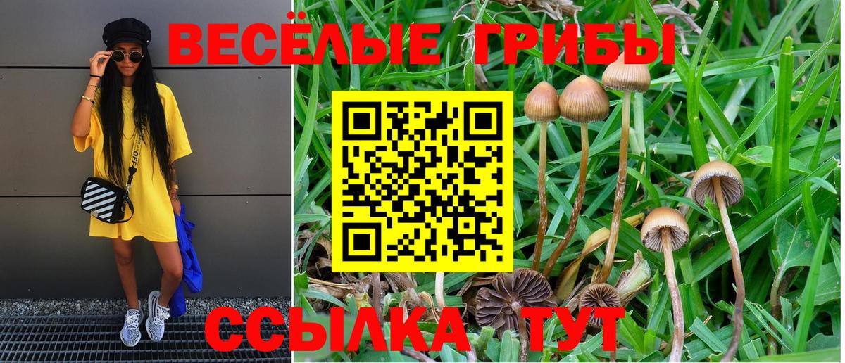 Псилоцибиновые грибы Psilocybine cubensis Электросталь